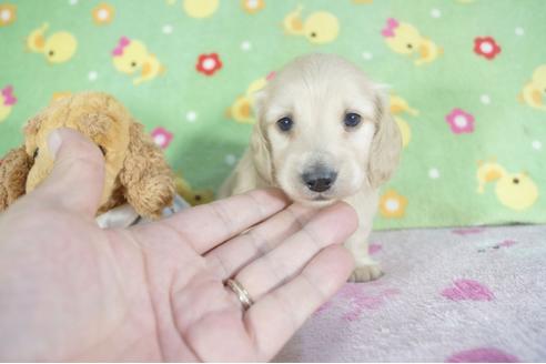 成約済の兵庫県のミニチュアダックスフンド(ロングヘアード)-58968の1枚目