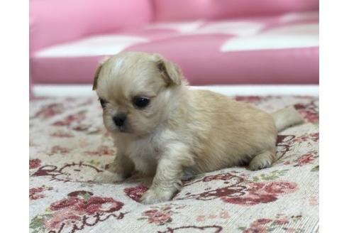 成約済の香川県のミックス犬-58663の4枚目