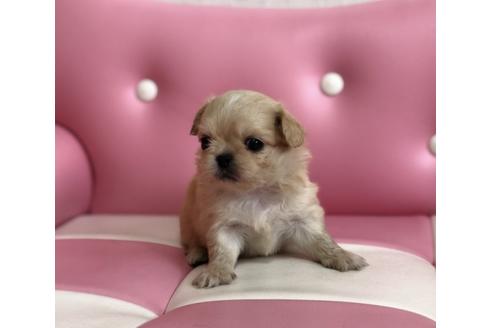 成約済の香川県のミックス犬-58663の2枚目