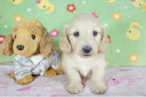 成約済の兵庫県のミニチュアダックスフンド(ロングヘアード)-58970の3枚目