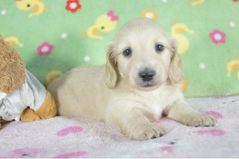 成約済の兵庫県のミニチュアダックスフンド(ロングヘアード)-58970の2枚目