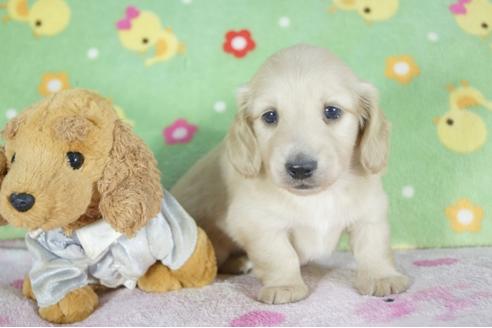 成約済の兵庫県のミニチュアダックスフンド(ロングヘアード)-58970の1枚目