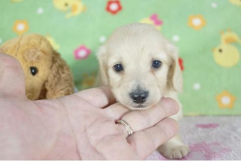 成約済の兵庫県のミニチュアダックスフンド(ロングヘアード)-58971の3枚目