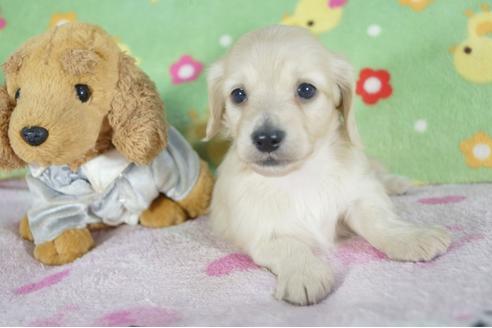 成約済の兵庫県のミニチュアダックスフンド(ロングヘアード)-58971の2枚目