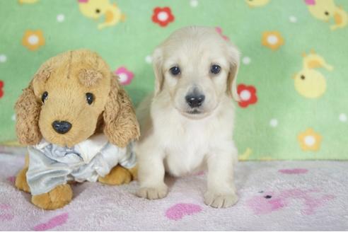 成約済の兵庫県のミニチュアダックスフンド(ロングヘアード)-58971の1枚目