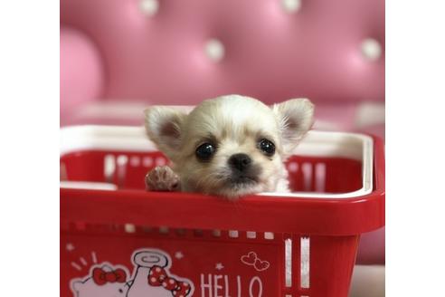 成約済の香川県のチワワ(ロングコート)-58974の3枚目