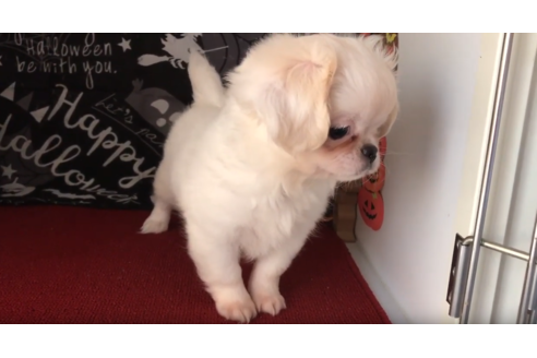 成約済の香川県のミックス犬-58978の3枚目