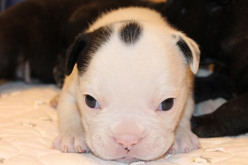 成約済の愛知県のフレンチブルドッグ-58301の16枚目