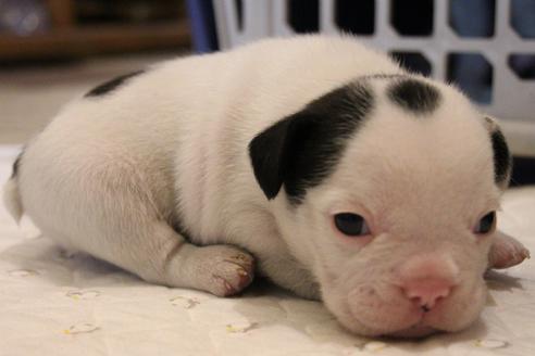 成約済の愛知県のフレンチブルドッグ-58301の14枚目