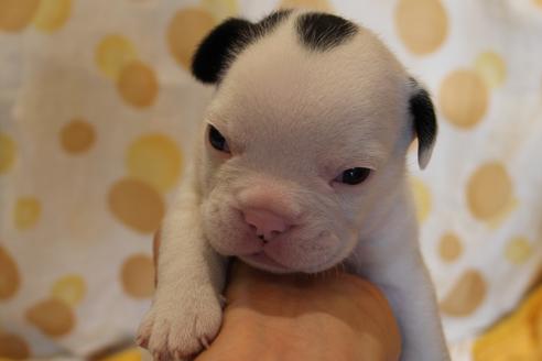 成約済の愛知県のフレンチブルドッグ-58301の12枚目