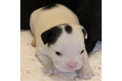 成約済の愛知県のフレンチブルドッグ-58301の11枚目