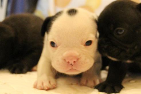 成約済の愛知県のフレンチブルドッグ-58301の10枚目