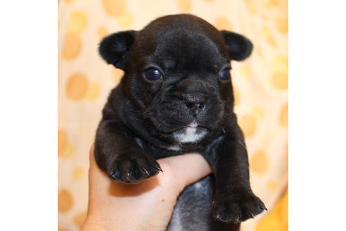 成約済の愛知県のフレンチブルドッグ-58302の27枚目