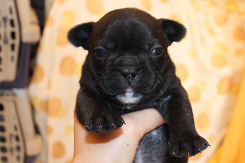 成約済の愛知県のフレンチブルドッグ-58302の26枚目