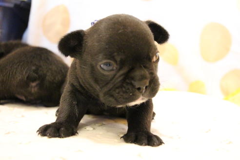 成約済の愛知県のフレンチブルドッグ-58302の25枚目