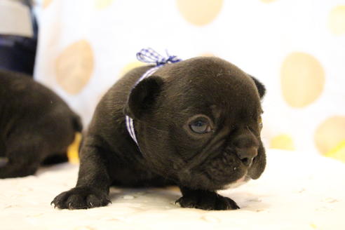 成約済の愛知県のフレンチブルドッグ-58302の24枚目