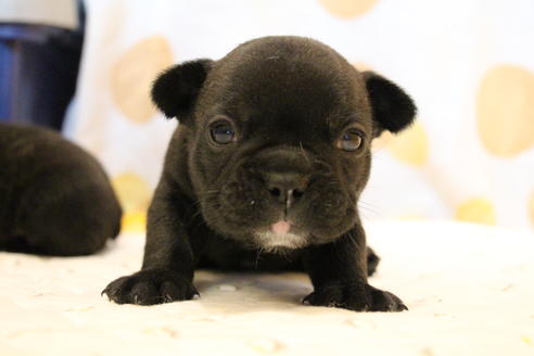 成約済の愛知県のフレンチブルドッグ-58302の23枚目