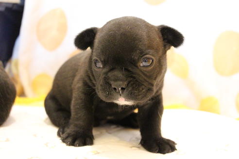 成約済の愛知県のフレンチブルドッグ-58302の22枚目