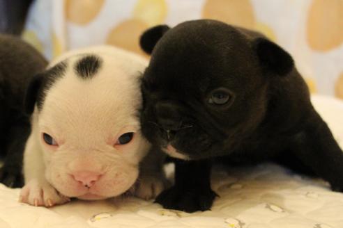 成約済の愛知県のフレンチブルドッグ-58302の21枚目