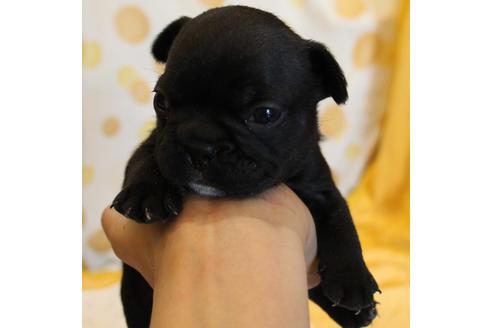 成約済の愛知県のフレンチブルドッグ-58303の30枚目