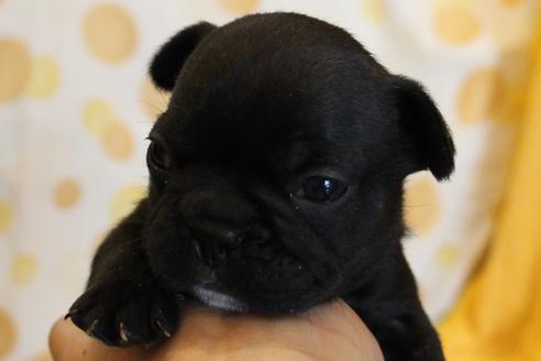 成約済の愛知県のフレンチブルドッグ-58303の29枚目