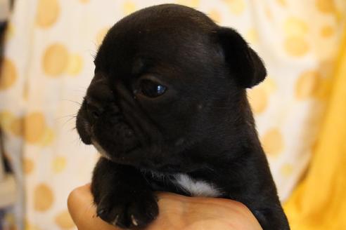 成約済の愛知県のフレンチブルドッグ-58303の28枚目