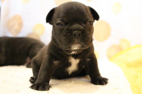 成約済の愛知県のフレンチブルドッグ-58303の27枚目