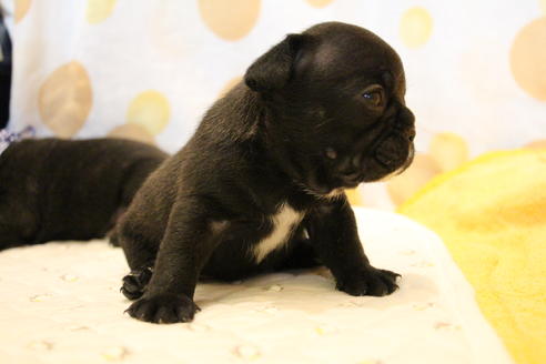 成約済の愛知県のフレンチブルドッグ-58303の26枚目