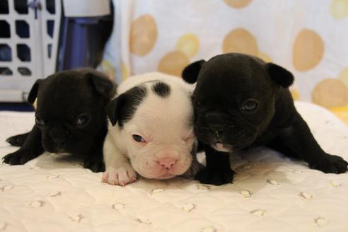 成約済の愛知県のフレンチブルドッグ-58303の25枚目