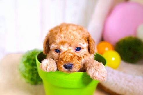 成約済の滋賀県のトイプードル-59012