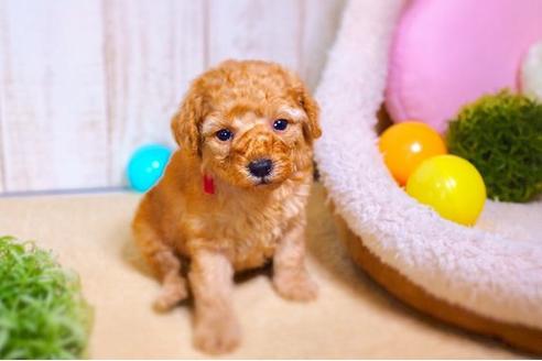 成約済の滋賀県のトイプードル-59012の3枚目