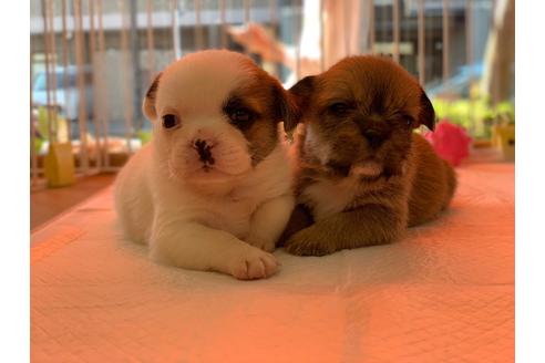成約済の神奈川県のミックス犬-58299の6枚目