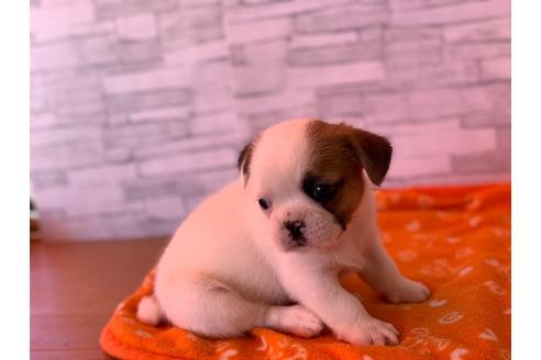 成約済の神奈川県のミックス犬-58299の1枚目