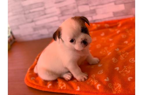 成約済の神奈川県のミックス犬-58299の5枚目