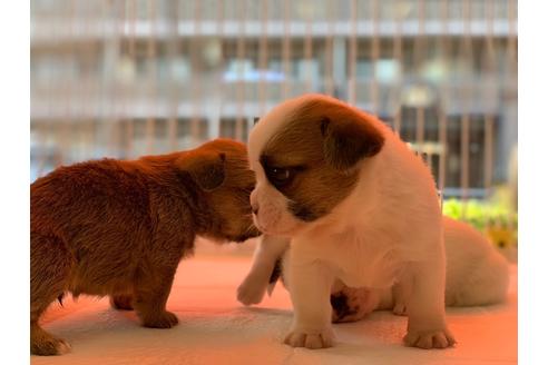 成約済の神奈川県のミックス犬-58299の4枚目