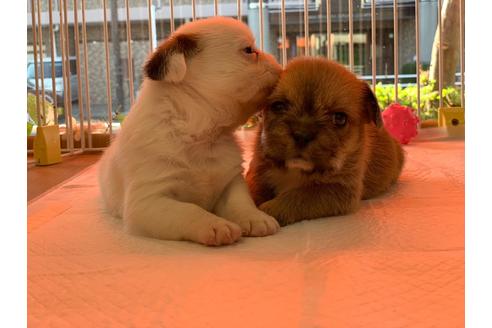 成約済の神奈川県のミックス犬-58299の3枚目