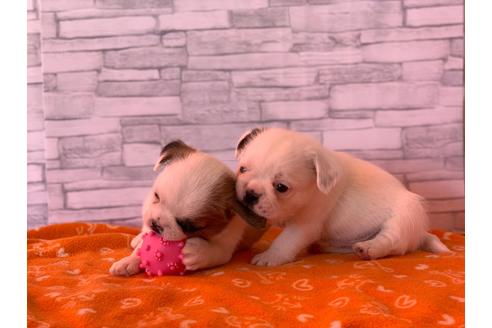 成約済の神奈川県のミックス犬-58299の2枚目
