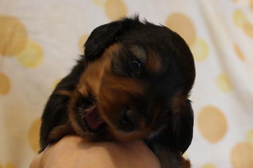 成約済の愛知県のカニンヘンダックスフンド(ロングヘアード)-58270の40枚目