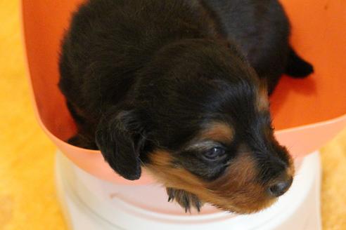 成約済の愛知県のカニンヘンダックスフンド(ロングヘアード)-58270の39枚目