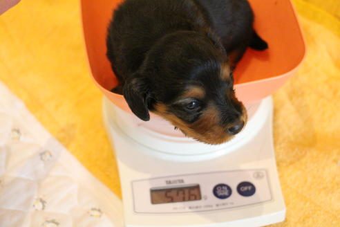 成約済の愛知県のカニンヘンダックスフンド(ロングヘアード)-58270の38枚目