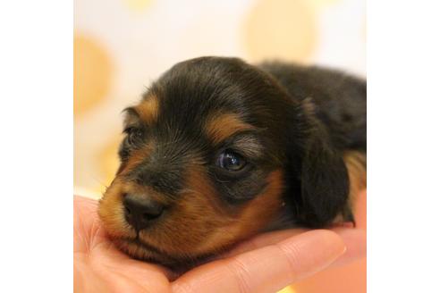 成約済の愛知県のカニンヘンダックスフンド(ロングヘアード)-58270の36枚目