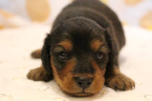 成約済の愛知県のカニンヘンダックスフンド(ロングヘアード)-58270の35枚目