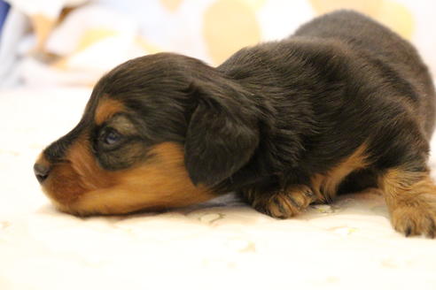 成約済の愛知県のカニンヘンダックスフンド(ロングヘアード)-58270の33枚目