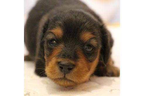 成約済の愛知県のカニンヘンダックスフンド(ロングヘアード)-58270の32枚目