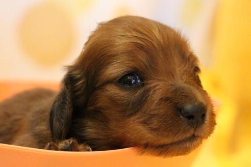 成約済の愛知県のカニンヘンダックスフンド(ロングヘアード)-58269の34枚目