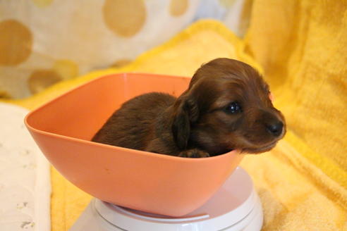 成約済の愛知県のカニンヘンダックスフンド(ロングヘアード)-58269の33枚目