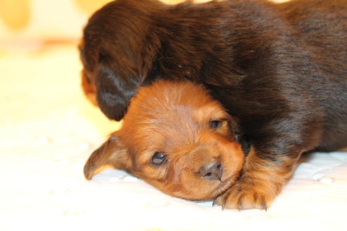 成約済の愛知県のカニンヘンダックスフンド(ロングヘアード)-58269の32枚目