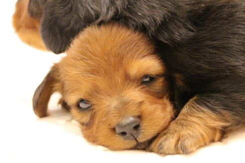 成約済の愛知県のカニンヘンダックスフンド(ロングヘアード)-58269の31枚目