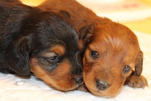 成約済の愛知県のカニンヘンダックスフンド(ロングヘアード)-58269の29枚目