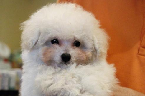 成約済の愛知県のトイプードル-55451の31枚目